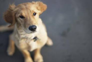Cachorro com bafo
