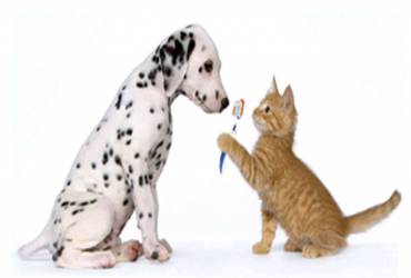 Dentista Veterinário na Klabin