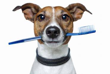 Dentista Veterinário