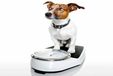 Endocrinologista Veterinário