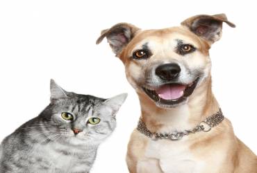Ultrassom Veterinário