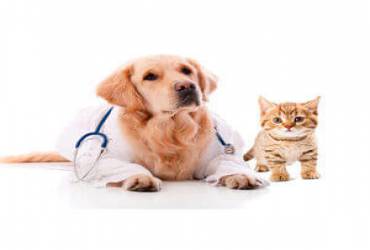 Clínica Veterinária na Chácara Klabin