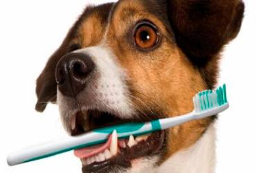 Mau hálito em cães: o que fazer?