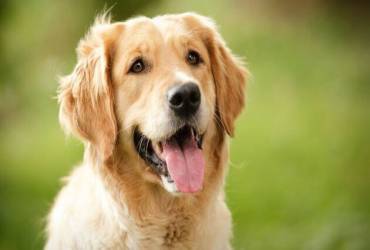 Microchip para Cachorros Quanto Custa