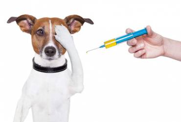 Vacinação de Cachorro e Gato